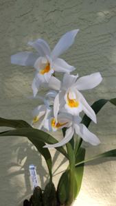 Coelogyne Linda Buckley