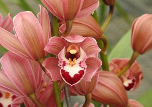 Cymbidium Half Moon