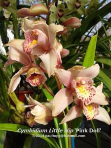 Cymbidium Little Nip