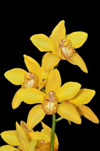 Cymbidium Via Ambarino