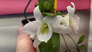 Dendrobium Angel Baby