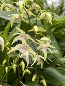 Dendrobium Hewitt Glow