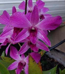 Dendrobium Pink Cascade