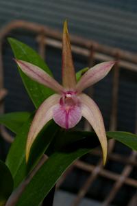 Dendrobium Tegan's Delite