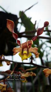 <i>Dendrobium</i> Tuanku Bianun