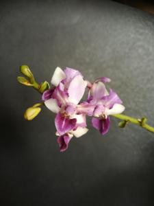 Phalaenopsis Memoria Val Rettig