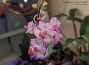 Phalaenopsis Memoria Val Rettig