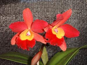 Cattleya Tropical Rainbow