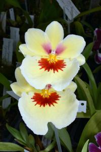 Miltoniopsis Zorro