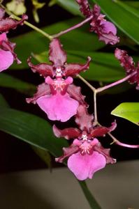 Oncidium Pupukea Sunset