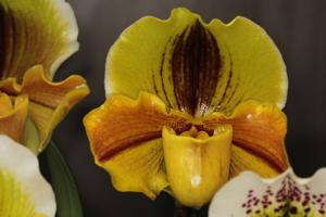 Paphiopedilum Lippewunder