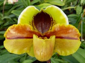 Paphiopedilum Lippewunder