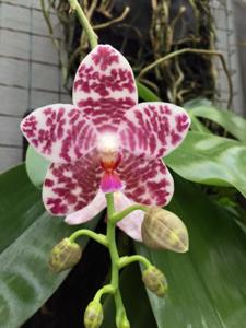 Phalaenopsis Auspice Knight