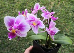 Phalaenopsis Be Tris