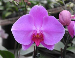 Phalaenopsis Wedding Promenade