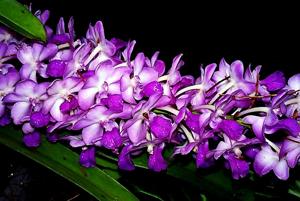 Rhynchostylis Mary Motes