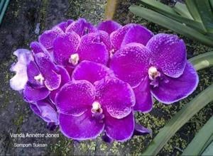 Vanda Annette Jones