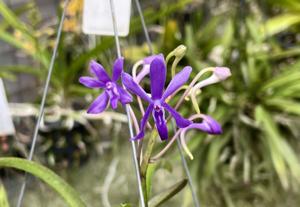 Vandachostylis Blue Star