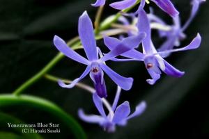 Vandachostylis Blue Star