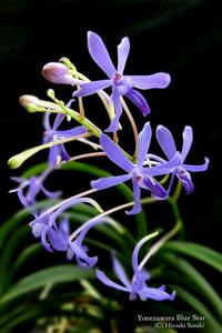 Vandachostylis Blue Star