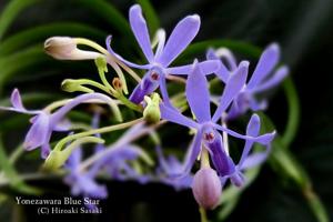 Vandachostylis Blue Star