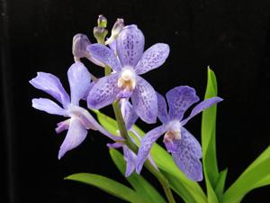 Vandachostylis Blue Star