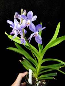 Vandachostylis Blue Star