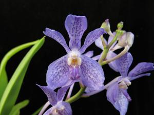 Vandachostylis Blue Star