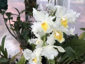 Oncidium Augres