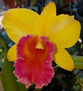 Rhyncholaeliocattleya Arom Gold