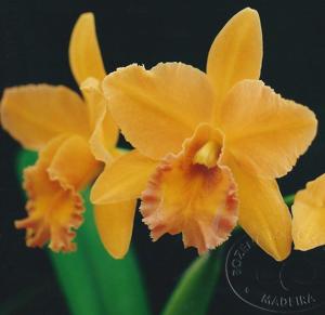 Rhyncholaeliocattleya Varut Limelight