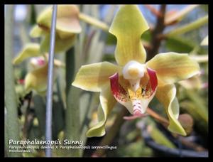 Paraphalaenopsis Sunny