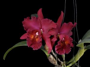 Rhyncholaeliocattleya Chia Lin