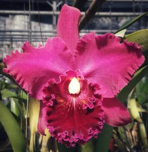 Rhyncholaeliocattleya Chia Lin