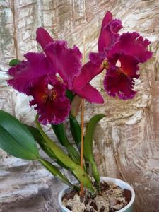 Rhyncholaeliocattleya Chia Lin