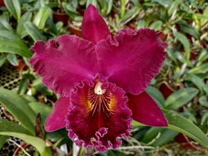 Rhyncholaeliocattleya Chia Lin