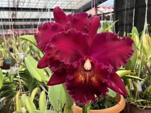 Rhyncholaeliocattleya Chia Lin