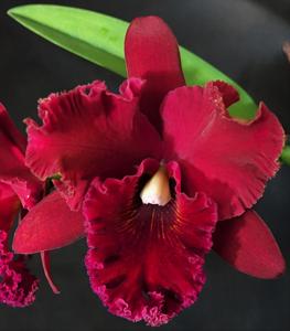 Rhyncholaeliocattleya Chia Lin