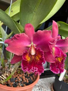 Rhyncholaeliocattleya Chia Lin