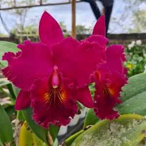 Rhyncholaeliocattleya Chia Lin