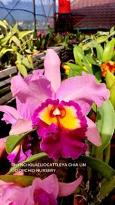 Rhyncholaeliocattleya Chia Lin