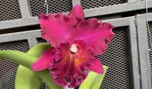 Rhyncholaeliocattleya Chia Lin