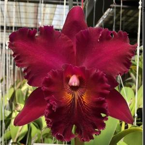 Rhyncholaeliocattleya Chia Lin