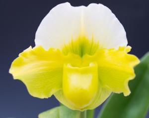 Paphiopedilum Memoria Toshio Miyata