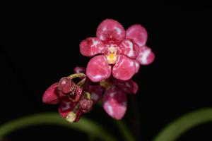 Sarcochilus Cherie