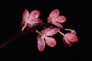 Sarcochilus Cherie