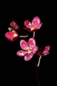 Sarcochilus Cherie