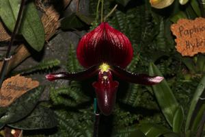 Paphiopedilum Black Stallion