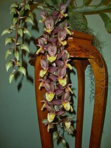 Catasetum Nellie Paget