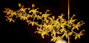 Dendrobium Queensland Gold